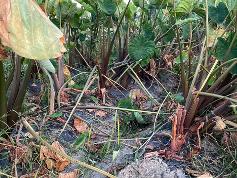 農家直送！セレベス(赤目芋)の里芋：2kg M~LLサイズ※参考写真は1kgです