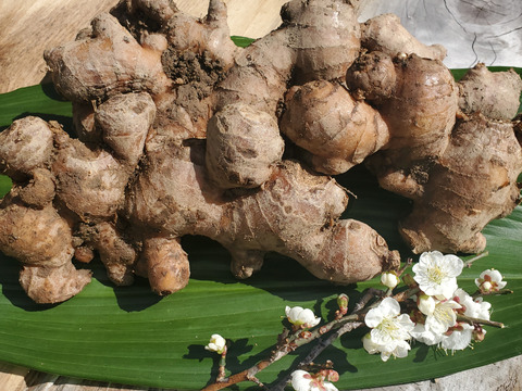 【寒冷地限定】体を芯から温める＿自然農法＿温活囲い生姜土佐一　5Kg