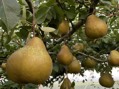 \9月4日で受付終了/【西洋なし】オーロラ 3キロ 【食べごろになると黄色くなります】【西洋梨】【西洋ナシ】【🍐】