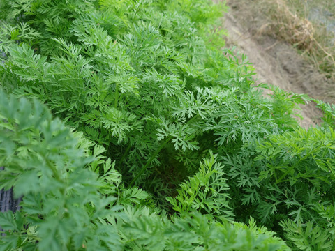 自然栽培　農薬不使用　無肥料　固定種  人参葉 品種 自然農法 にんじん葉つき1キロ60サイズ