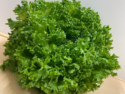 増量！水耕栽培レタス３種セット２kg