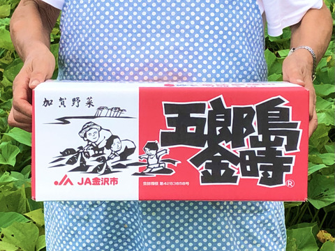 最上級品〈Mサイズ〉五郎島金時（さつまいも）5ｋｇ