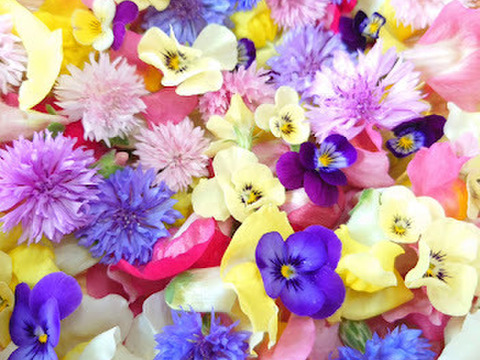 春が最盛期！！！山形の食べる花｜種から農薬不使用で育てたエディブルフラワー (ナデシコ・コーンフラワー・ビオラ各種指定可)押し花やドライにしても！