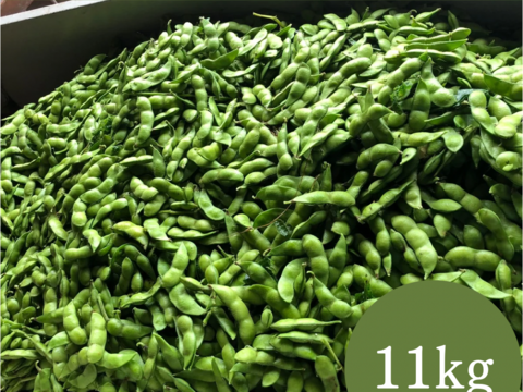 だだちゃ豆 規格外品 11kg 山形県 鶴岡市 特産 枝豆の王様 量り売り 季節限定品 お取り寄せグルメ おつまみ 夏の風物詩 うまい！
