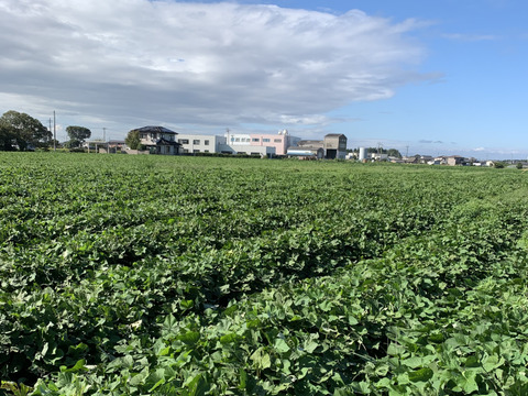 完全天日干し！だるまやさんのほしいも 平干し400g×3袋