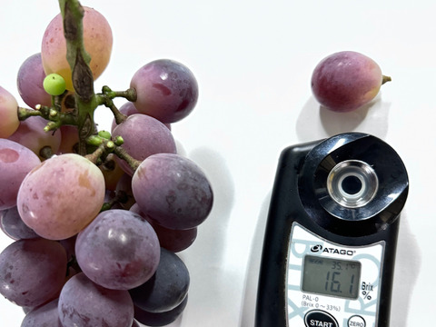 【訳ありご家庭用】限定50箱 ニューピオーネ約1.0kg着色不良でも味は美味しい！