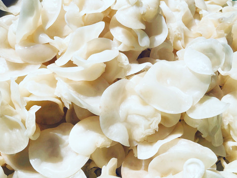 【お鍋にどうぞ】[超希少］プリプリなめらか生白きくらげ200g×4p