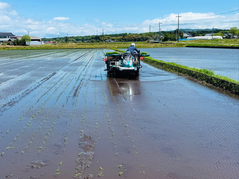 予約品]令和8年度新米コシヒカリ‼️玄米20kg🌾先行予約価格💰：栃木県