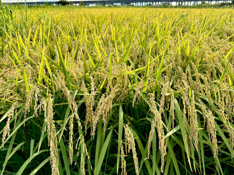 新潟県産純米コシヒカリ【令和7年産 新米🌾】 枝豆の郷から産地直送【お歳暮も承ります】