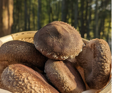 【知らなくて損してない？】★木から栽培する本格派！形自慢
約800～1kg(60サイズ)【日時指定不可】