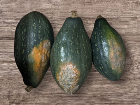 【サラダカボチャ】万次郎（２ヶ月間追熟後）生まるごと（2～2.5kg/個）３個入