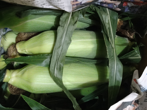 シャキっと甘い！とうもろこし4.5kg(8-11本)