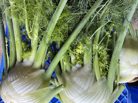 フェンネル / fennel 2株