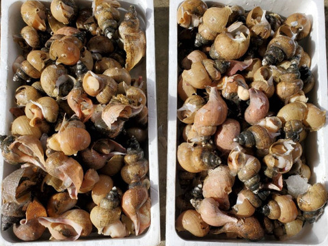 【青森県産　ツブ貝】(約300g)真空冷凍パック×2パック