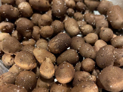 噛むほど旨い！むかご 500g