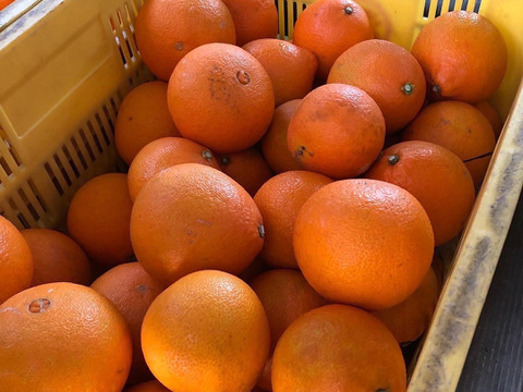 農薬・化学肥料・除草剤不使用　愛媛が誇る高級柑橘　ふぞろいのマドンナたち5kg(ご家庭用)