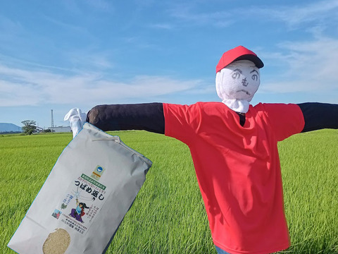 おかずのいらないコシヒカリ「つばめ返し」