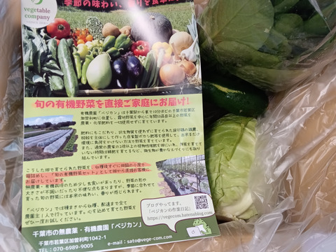 旬の野菜セット７～8品【栽培期間中農薬・化学肥料不使用】