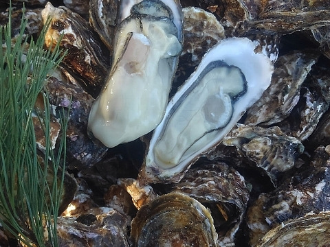 【セット品で5kg】 剥き身500g+殻付き牡蠣普通サイズ 2.5kg（目安23個）+小さめ殻付き牡蠣SSサイズ2kg（目安40個）松島牡蠣屋 生牡蠣 生食