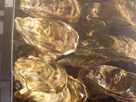 お家で牡蠣小屋気分！牡蠣カンカン焼き30個入りナイフ軍手付き