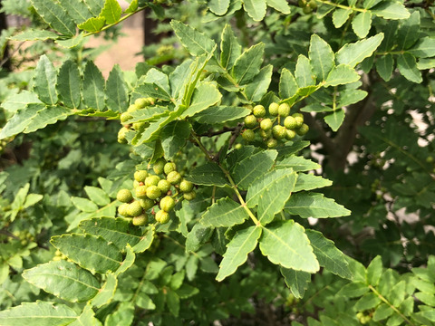 ピリピリ　山椒の実