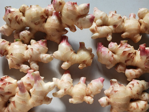 消毒してないよ！　露地の新生姜4kg