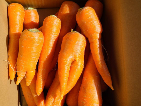 訳あり❗自然な甘さ　人参　「向陽二号」4キロ　バラ入り　見える化星3つ