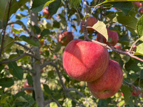 長野県松本産　サンふじ　約５キロ 16〜12玉
