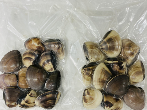 液体冷凍はまぐり　1個30-60 g　   約500g×1パック