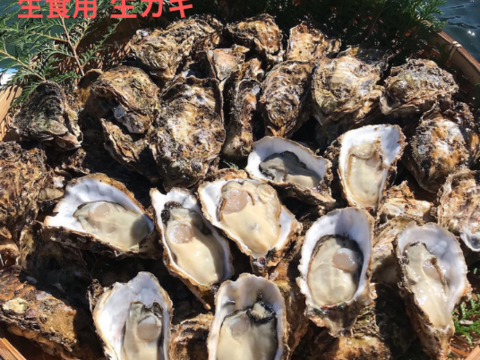 牡蠣好き歓喜の30%増量中！三重県産 殻付き 浦村かき M～Lサイズ70個入り（約7.7Kg前後）（7～15人前）【生牡蠣】【生食用】真牡蠣 生牡蠣 貝類 海鮮 バーベキュー BBQ 母の日ギフト