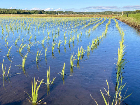 【令和7年新米】あきたこまち精米 9kg 「大谷米」 もっちり甘い 単一農家米100%！