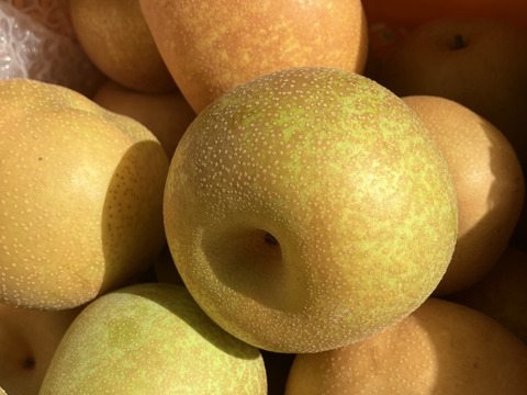 まつどの梨　デパート品より小さめ！完熟幸水　甘さしっかり食べ切りサイズ　ご家庭向け　5キロ18個から22個入り。