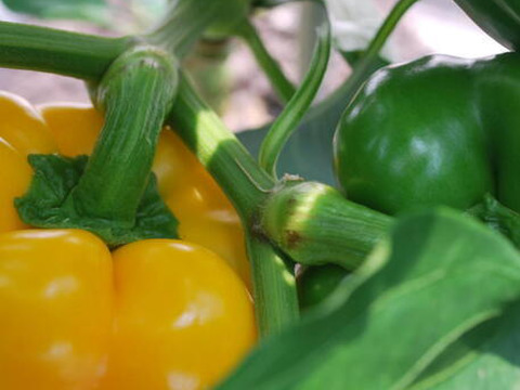 土で育てた　匠のパプリカ　北海道栗山町産　10玉