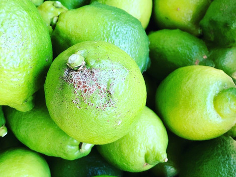 【柑橘王国愛媛県砥部町産　農薬、化学肥料、除草剤不使用グリーンレモン】1kg(ご家庭用)