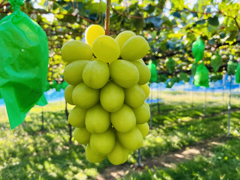 長野県松本産　ぶどう【シャインマスカット】　2房入（約1キロ）