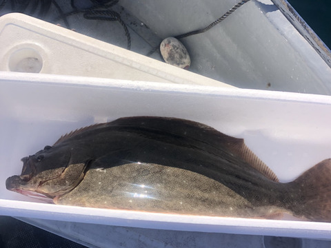 【活き締め】天然ヒラメ2〜3kg 刺身用