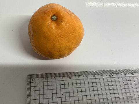 最終ちょこっとセールこつぶ！はるみ1.5kg（6－8玉）で石済み段々畑育ちはるみ見た目は写真のよう家庭用　いくらのように弾けるプチプチ食感　ミカン好きはぜひ調べて！