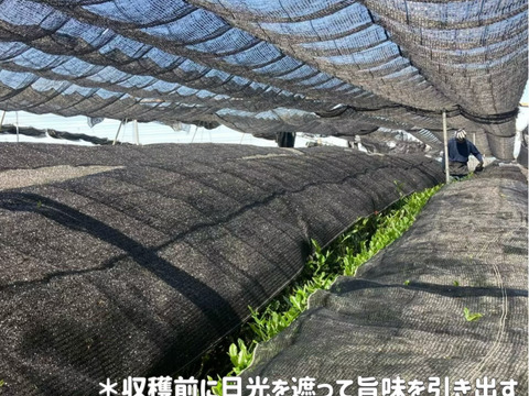 ＊2026年新茶＊【苦くない緑茶】伝統とこだわりの味！まろやかな甘味と深い味わい♪  深蒸しかぶせ茶　 茶葉 80g (約40杯分)  農薬・化学肥料・除草剤・畜産堆肥不使用　宇治茶100%