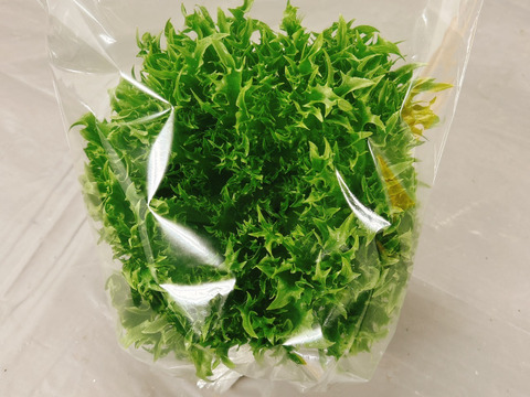 【農薬不使用】至宝のレタス 3種ミックス（500g）硝酸態窒素最大90%カット！
