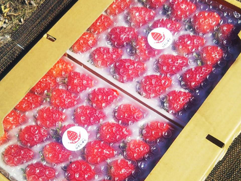 いちご 「しあわせのひとしずく（夏のしずく）」青森県産 朝摘み 直送