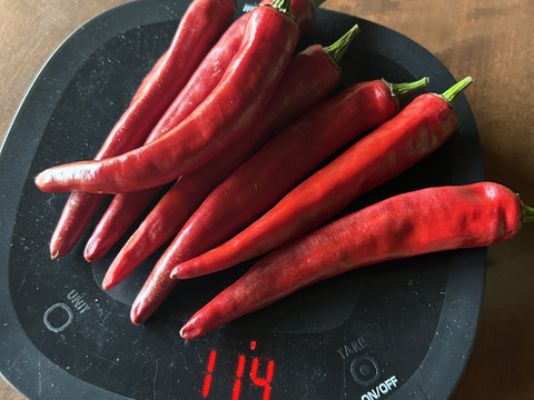 【採れたて発送】愛知県 豊田市旭産 韓国唐辛子（赤） 500g