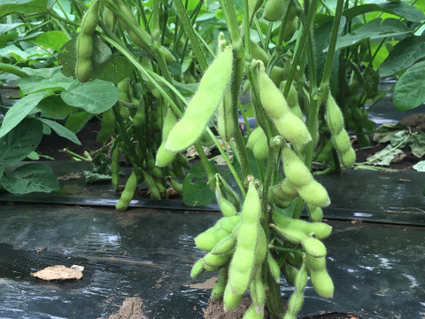 枝豆「湯上がり娘」2,400g味には自信が有ります！おつまりに♪「収穫日即日発送！」