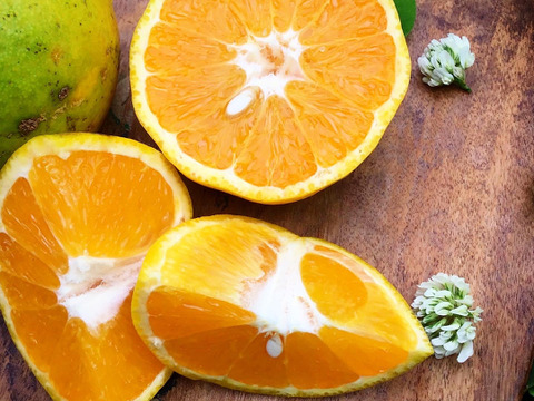 【農薬不使用】見た目はあまりよくないですが、国産バレンシアオレンジ2キロとニューサマーオレンジ2kg