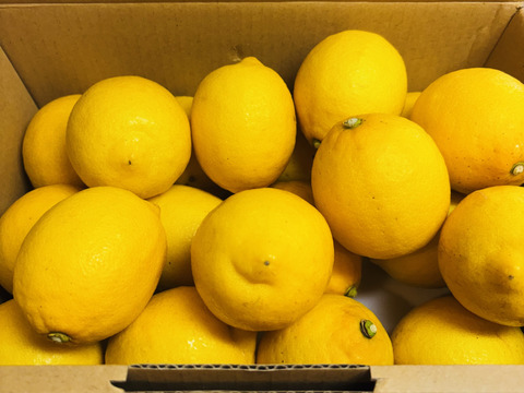 紀州「１級レモン」（サイズ混合）３㎏