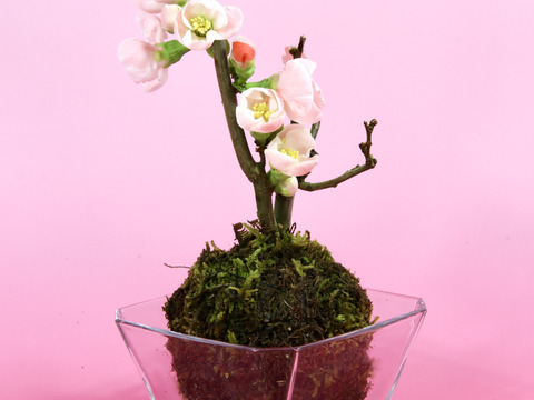 〜優しい空間を〜　苔玉　木瓜（桃色系）
