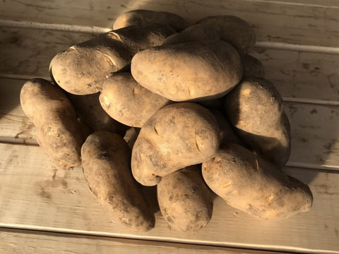 🥔🎃じゃがいも2種とかぼちゃ❗️【とうや】約1.7kg【メークイン】約1.7kg【かぼちゃ】約1.5kg合計5kg🥔🎃