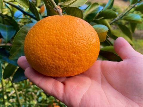 The citrus【Beni AMANATSU】紅甘夏 約2kg
