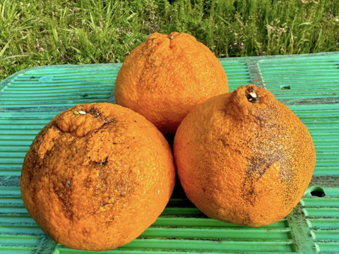 加工用 熊本県産 不知火 (肥の豊) 箱込み10kg