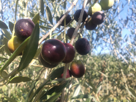 2点セット　南アルプスのオーガニック・ドライオリーブ