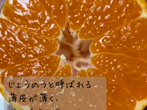 完熟有田みかん　5キロ 2Lサイズ　家庭用　温州みかん　早生　宮川早生